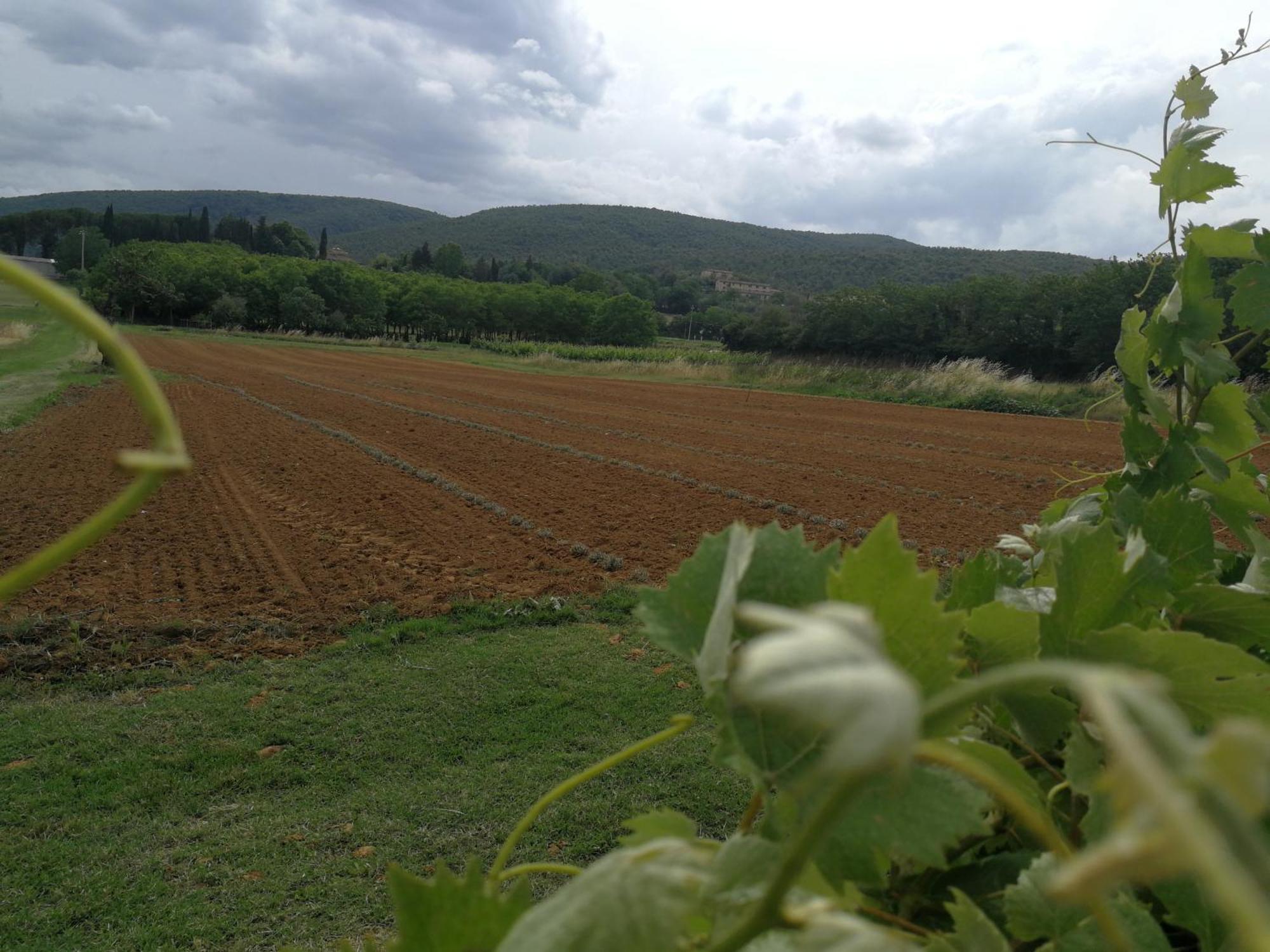 Claudia Vacanza Toscana - Appartamento Melograno -10 Min Da Siena Sovicille Kamer foto
