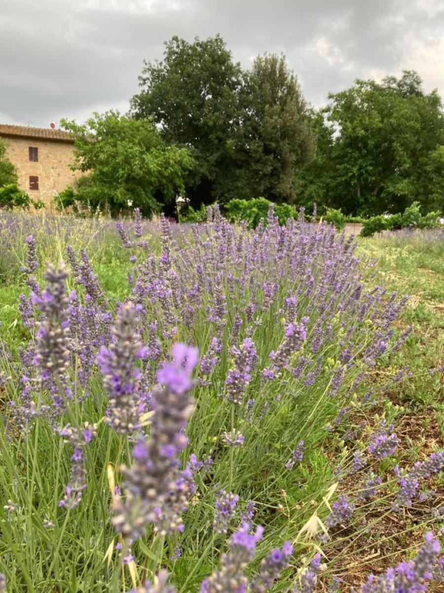 Claudia Vacanza Toscana - Appartamento Melograno -10 Min Da Siena Sovicille Buitenkant foto