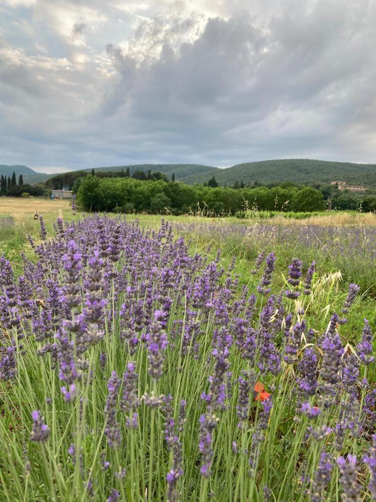 Claudia Vacanza Toscana - Appartamento Melograno -10 Min Da Siena Sovicille Buitenkant foto