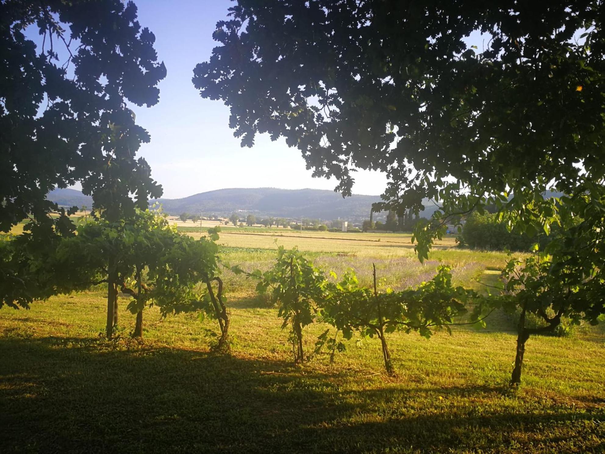 Claudia Vacanza Toscana - Appartamento Melograno -10 Min Da Siena Sovicille Buitenkant foto
